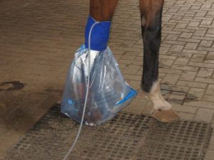 Ozônioterapia no tratamento de cavalos atletas