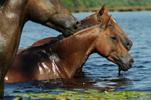 Qualidades do Cavalo Pantaneiro apresentadas na Expoingá