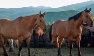 Terapia: Quatro maneiras de como os cavalos ajudam as vítimas de abusos