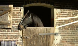 Seis consequências do confinamento de cavalos em baias