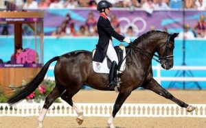 A história do Sela Holandês, cavalos bons para Salto e Adestramento