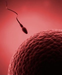 O ‘peso’ da genética da mãe é maior do que o do pai