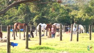 Universidade do Cavalo: Tratador Tranquilo, Cavalo Também