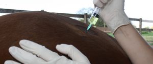 Uso de anti-inflamatórios em equinos