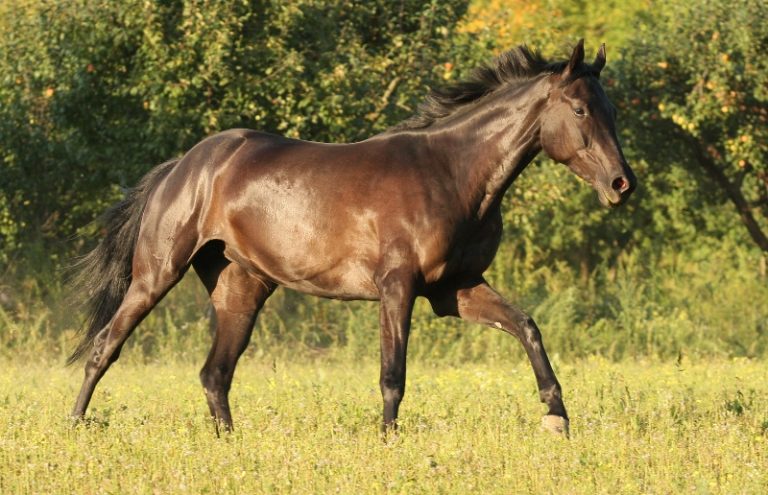 A importância da nutrigenômica para cavalos atletas