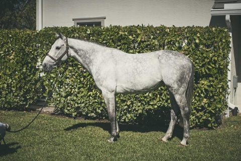 Qual cavalo tem úlceras no estômago?