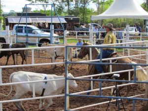 RSNC Brazil deu início à 2ª Copa West Wind de Ranch Sorting