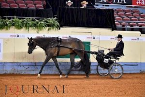 Blue Kahlua foi coroado o AQHA Superhorse de 2018 durante World Show