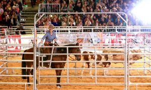 Copa do Mundo de Ranch Riding acontecerá durante a Americana 2019