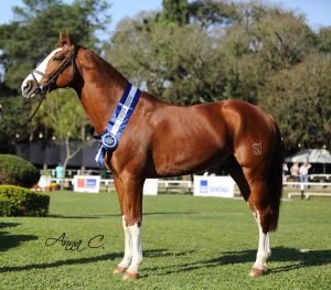 O Brasileiro de Hipismo é uma raça de cavalos formada no Brasil