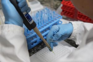 Center Vet aposta em biologia molecular para tratar cavalos