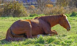 Como lidar com cólica equina: o que fazer e o que não fazer
