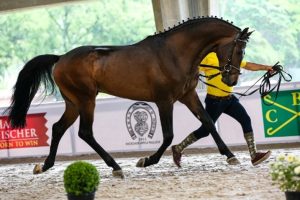 XIII Festival Nacional do Cavalo Brasileiro de Hipismo começa hoje