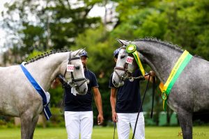 XV Festival Nacional do Cavalo BH começa nesta terça-feira