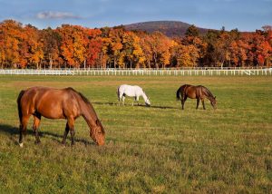 Importância da alimentação de éguas receptoras