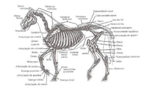 Nutracêuticos para articulações equinas