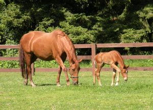 Nutrição de potro desmamado