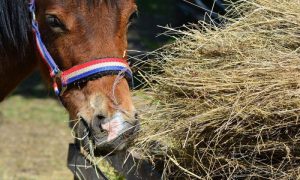 Os cinco maiores erros de proprietários de cavalos quando os alimentam