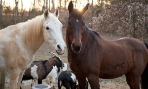 Quatro companheiros especiais para o seu cavalo solitário