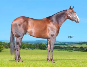 ST Fameleo já é ganhador de mais de R$ 170 mil em prêmios no Tambor