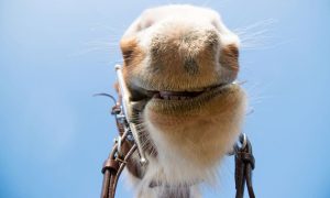 Sete maneiras de ajudar seu cavalo a aprender de forma eficaz