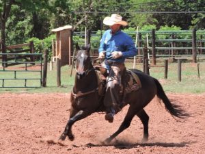 ‘Alfabetização’ do potro e previsão do seu desempenho em pista