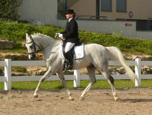 Shagya Arabian é uma raça considera Anglo-Árabe ou meio-sangue Árabe