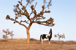 Uma experiência fascinante nos majestosos cavalos Marwari