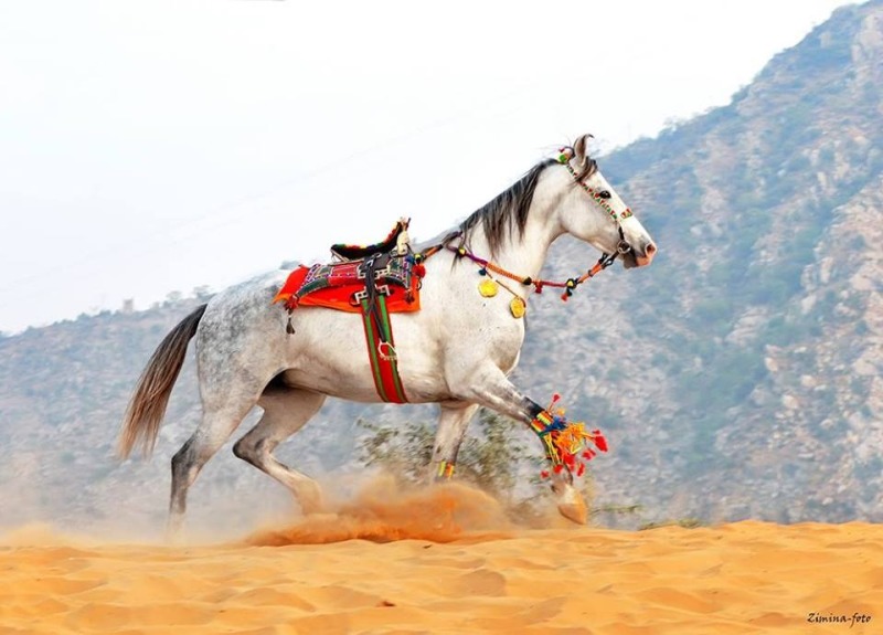 cavalos Marwari