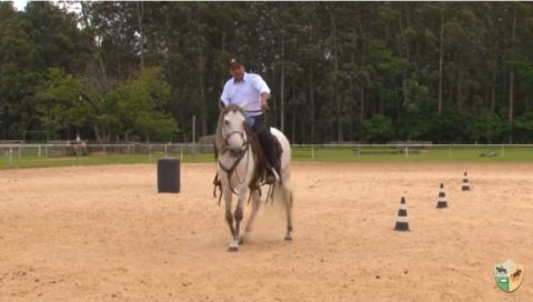 Exercitando cavalo novo