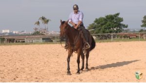 O quanto o seu cavalo o escuta