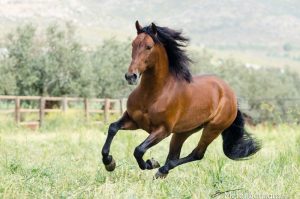 Etologia de Equinos – Parte 2