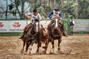 Prova mais importante da raça Crioula definiu calendário para 2019