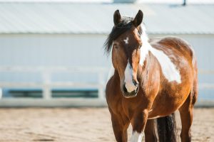 Intoxicação por milho contaminado afeta cavalos