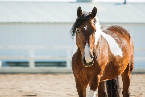 Intoxicação por milho contaminado afeta cavalos
