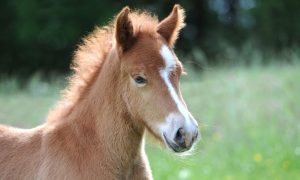 O ciclo de vida de um cavalo