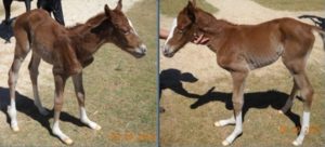 Potro com relaxamento nos membros