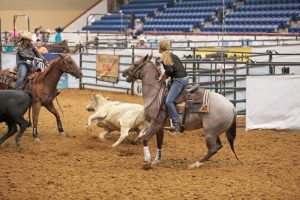 Vale do Paraíba recebe primeira prova oficial de Ranch Sorting