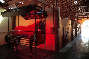 Equiboard há mais de 20 anos contribui com desenvolvimento de cavalos