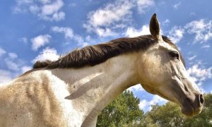 Dez fatos sobre a vida com cavalos