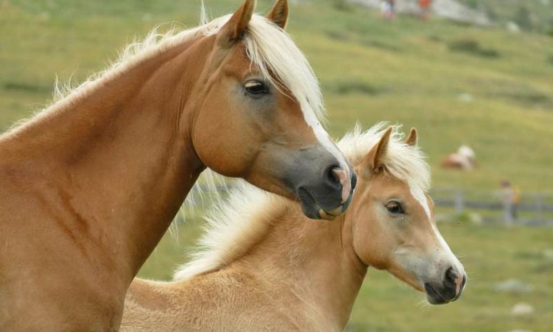 22 curiosidades sobre cavalos que talvez você não conheça