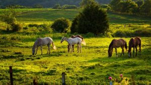 A alimentação ideal para os cavalos de Três Tambores e Seis Balizas