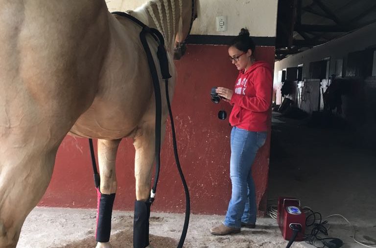 crioterapia em cavalos