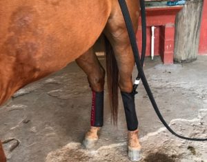 Conheça um pouco sobre a crioterapia em cavalos