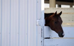 Dicas para manter seu cavalo no verão