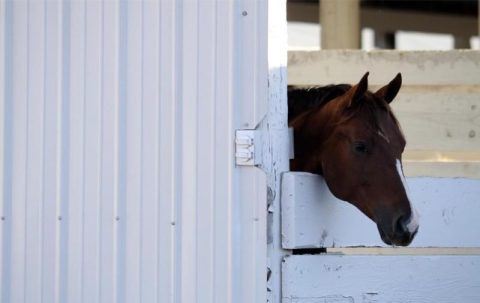Dicas para manter seu cavalo no verão