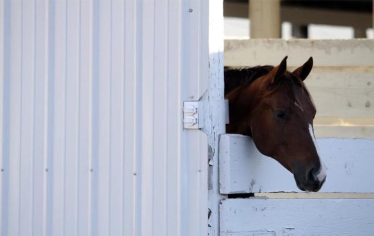Dicas para manter seu cavalo no verão