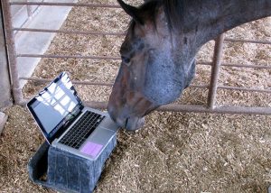 Qual o limite do mundo do cavalo virtual em relação ao real