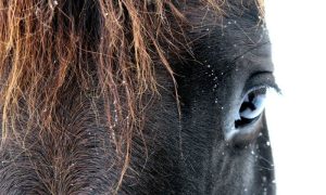 Tenha seu melhor ano com seu cavalo com estas resoluções!