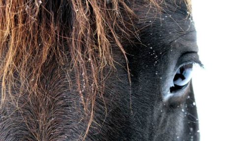 Tenha seu melhor ano com seu cavalo com estas resoluções!